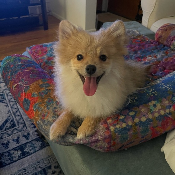 Meet your Posher, Darlene - Picture 2 of 3